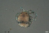  ( - HYDCA714)  @11 [ ] Creative Commons  Attribution Non-Commercial Share-Alike (2023) NTNU University Museum, Department of Natural History NTNU University Museum, Department of Natural History