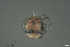  ( - HYDCA714)  @11 [ ] Creative Commons  Attribution Non-Commercial Share-Alike (2023) NTNU University Museum, Department of Natural History NTNU University Museum, Department of Natural History