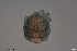  ( - HYDCA716)  @11 [ ] Creative Commons  Attribution Non-Commercial Share-Alike (2023) NTNU University Museum, Department of Natural History NTNU University Museum, Department of Natural History