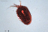  (Oxus strigatus - HYDCA726)  @11 [ ] Creative Commons  Attribution Non-Commercial Share-Alike (2023) NTNU University Museum, Department of Natural History NTNU University Museum, Department of Natural History