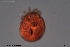  (Arrenurus leuckarti - HYDCA733)  @11 [ ] Creative Commons  Attribution Non-Commercial Share-Alike (2023) NTNU University Museum, Department of Natural History NTNU University Museum, Department of Natural History