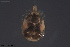  ( - HYDCA734)  @11 [ ] Creative Commons  Attribution Non-Commercial Share-Alike (2023) NTNU University Museum, Department of Natural History NTNU University Museum, Department of Natural History
