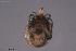  ( - HYDCA734)  @11 [ ] Creative Commons  Attribution Non-Commercial Share-Alike (2023) NTNU University Museum, Department of Natural History NTNU University Museum, Department of Natural History