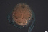  ( - HYDCA746)  @11 [ ] Creative Commons  Attribution Non-Commercial Share-Alike (2023) NTNU University Museum, Department of Natural History NTNU University Museum, Department of Natural History