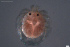  ( - HYDCA747)  @11 [ ] Creative Commons  Attribution Non-Commercial Share-Alike (2023) NTNU University Museum, Department of Natural History NTNU University Museum, Department of Natural History