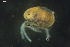  (Arrenurus subarcticus - HYDCA807)  @11 [ ] Creative Commons  Attribution Non-Commercial Share-Alike (2023) NTNU University Museum, Department of Natural History NTNU University Museum, Department of Natural History