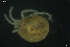  ( - HYDCA815)  @11 [ ] Creative Commons  Attribution Non-Commercial Share-Alike (2023) NTNU University Museum, Department of Natural History NTNU University Museum, Department of Natural History
