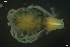  ( - HYDCA892)  @11 [ ] Creative Commons  Attribution Non-Commercial Share-Alike (2023) NTNU University Museum, Department of Natural History NTNU University Museum, Department of Natural History