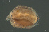  ( - HYDCA958)  @11 [ ] Creative Commons  Attribution Non-Commercial Share-Alike (2024) NTNU University Museum, Department of Natural History NTNU University Museum, Department of Natural History