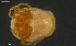  ( - HYDCA974)  @11 [ ] Creative Commons  Attribution Non-Commercial Share-Alike (2024) NTNU University Museum, Department of Natural History NTNU University Museum, Department of Natural History