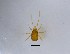  (Euepicrius sp. JCS02 - CMNZM1_A12)  @11 [ ] © (2016) Canterbury Museum Canterbury Museum