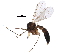  (Brevicornu - BIOUG16583-E09)  @15 [ ] CreativeCommons - Attribution (2015) CBG Photography Group Centre for Biodiversity Genomics