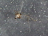  ( - BIOUG03575-A11)  @13 [ ] CreativeCommons - Attribution (2013) CBG Photography Group Centre for Biodiversity Genomics