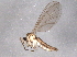  ( - BIOUG04026-B01)  @12 [ ] CreativeCommons - Attribution (2013) CBG Photography Group Centre for Biodiversity Genomics