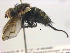  ( - BIOUG04177-H09)  @13 [ ] CreativeCommons - Attribution (2012) CBG Photography Group Centre for Biodiversity Genomics