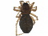  (Disembolus amoenus - BIOUG20760-F07)  @15 [ ] CreativeCommons - Attribution (2015) CBG Photography Group Centre for Biodiversity Genomics