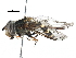 ( - BIOUG04289-G09)  @14 [ ] CreativeCommons - Attribution (2016) CBG Photography Group Centre for Biodiversity Genomics