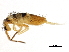  ( - BIOUG04291-H01)  @15 [ ] CreativeCommons - Attribution (2013) CBG Photography Group Centre for Biodiversity Genomics
