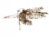  ( - BIOUG03957-C02)  @13 [ ] CreativeCommons - Attribution (2015) CBG Photography Group Centre for Biodiversity Genomics