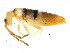  ( - BIOUG04310-F07)  @15 [ ] CreativeCommons - Attribution (2013) CBG Photography Group Centre for Biodiversity Genomics