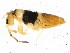  ( - BIOUG04310-F11)  @15 [ ] CreativeCommons - Attribution (2013) CBG Photography Group Centre for Biodiversity Genomics