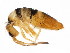  ( - BIOUG04310-G03)  @15 [ ] CreativeCommons - Attribution (2013) CBG Photography Group Centre for Biodiversity Genomics