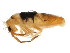  ( - BIOUG04310-G04)  @15 [ ] CreativeCommons - Attribution (2013) CBG Photography Group Centre for Biodiversity Genomics