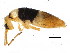  ( - BIOUG04310-H01)  @15 [ ] CreativeCommons - Attribution (2013) CBG Photography Group Centre for Biodiversity Genomics