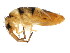  ( - BIOUG04310-H08)  @15 [ ] CreativeCommons - Attribution (2013) CBG Photography Group Centre for Biodiversity Genomics