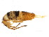  ( - BIOUG04310-H11)  @15 [ ] CreativeCommons - Attribution (2013) CBG Photography Group Centre for Biodiversity Genomics