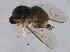  ( - BIOUG04346-D02)  @13 [ ] CreativeCommons - Attribution (2014) CBG Photography Group Centre for Biodiversity Genomics