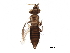  (Thrips helianthi - BIOUG04461-E01)  @14 [ ] CreativeCommons - Attribution (2015) CBG Photography Group Centre for Biodiversity Genomics