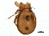  ( - BIOUG05879-C06)  @13 [ ] CreativeCommons - Attribution (2014) CBG Photography Group Centre for Biodiversity Genomics