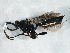  (Coelichneumon neocretatus - BIOUG05832-D09)  @14 [ ] CreativeCommons - Attribution (2014) CBG Photography Group Centre for Biodiversity Genomics