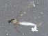  ( - BIOUG09939-G01)  @12 [ ] CreativeCommons - Attribution (2014) CBG Photography Group Centre for Biodiversity Genomics