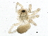  (Grammonota sp. 2GAB - BIOUG10331-H11)  @13 [ ] CreativeCommons - Attribution (2014) CBG Photography Group Centre for Biodiversity Genomics