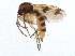  (Mycetophila mohilevensis - BIOUG10518-H10)  @14 [ ] CreativeCommons - Attribution (2014) CBG Photography Group Centre for Biodiversity Genomics