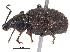  (Otiorhynchus rugosostriatus - BIOUG10520-D11)  @14 [ ] CreativeCommons - Attribution (2015) CBG Photography Group Centre for Biodiversity Genomics