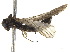  ( - BIOUG10539-D05)  @12 [ ] CreativeCommons - Attribution (2018) CBG Photography Group Centre for Biodiversity Genomics