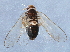  (Criomorphus conspicuus - BIOUG10782-D12)  @14 [ ] CreativeCommons - Attribution (2014) CBG Photography Group Centre for Biodiversity Genomics