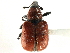  (Merhynchites - CNC COLEO 00109782)  @14 [ ] CreativeCommons - Attribution (2011) CNC/CBG Photography Group Centre for Biodiversity Genomics