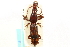  ( - CNC COLEO 00109841)  @14 [ ] CreativeCommons - Attribution (2011) CNC/CBG Photography Group Centre for Biodiversity Genomics