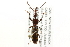  ( - CNC COLEO 00109845)  @13 [ ] CreativeCommons - Attribution (2011) CNC/CBG Photography Group Centre for Biodiversity Genomics