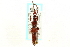  ( - CNC COLEO 00109853)  @11 [ ] CreativeCommons - Attribution (2011) CNC/CBG Photography Group Centre for Biodiversity Genomics