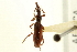  (Cerobates elegans - CNC COLEO 00109884)  @11 [ ] CreativeCommons - Attribution (2011) CNC/CBG Photography Group Centre for Biodiversity Genomics