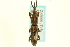  ( - CNC COLEO 00109919)  @11 [ ] CreativeCommons - Attribution (2011) CNC/CBG Photography Group Centre for Biodiversity Genomics