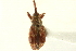  ( - CNC COLEO 00110013)  @13 [ ] CreativeCommons - Attribution (2011) CNC/CBG Photography Group Centre for Biodiversity Genomics