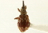  ( - CNC COLEO 00110014)  @14 [ ] CreativeCommons - Attribution (2011) CNC/CBG Photography Group Centre for Biodiversity Genomics