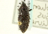  ( - CNC COLEO 00116813)  @11 [ ] CreativeCommons - Attribution (2011) CNC/CBG Photography Group Centre for Biodiversity Genomics