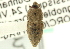  ( - CNC COLEO 00116829)  @11 [ ] CreativeCommons - Attribution (2011) CNC/CBG Photography Group Centre for Biodiversity Genomics
